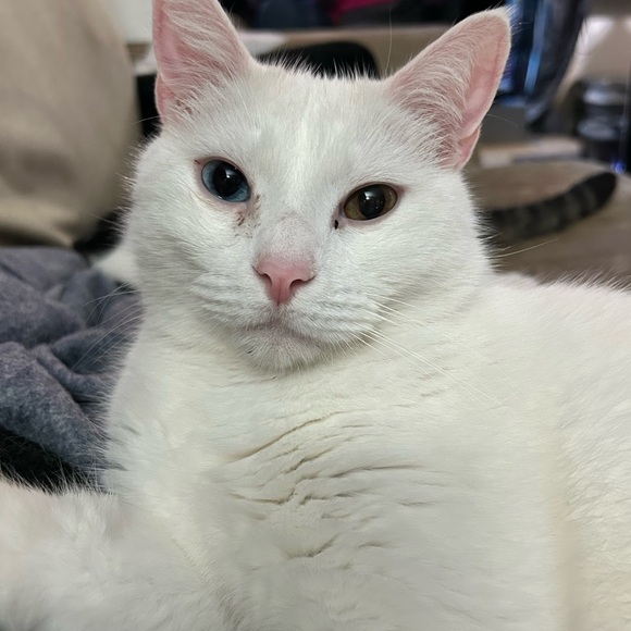 Meet your Posher, Dawn - Picture 4 of 10